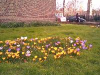 Croci vernales