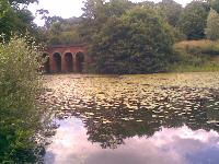 Pond on the Heath